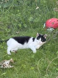 Found/Stray Female Cat last seen Near Main and Oleander, Niles, IL 60714