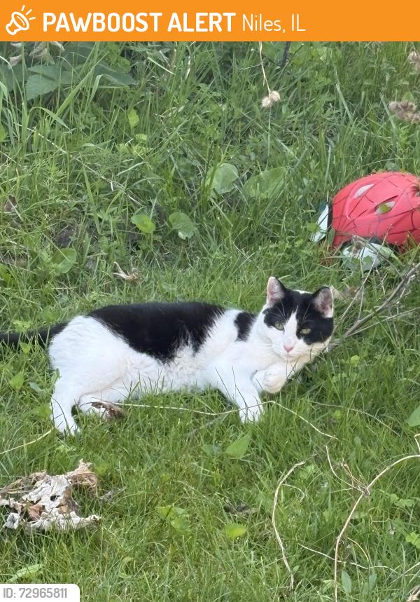 Found/Stray Female Cat last seen Near Main and Oleander, Niles, IL 60714