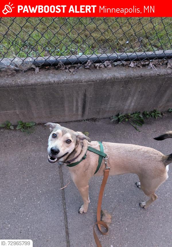 Lost Male Dog last seen Oak Park Ave N and Russell Ave N, Minneapolis, MN 55411