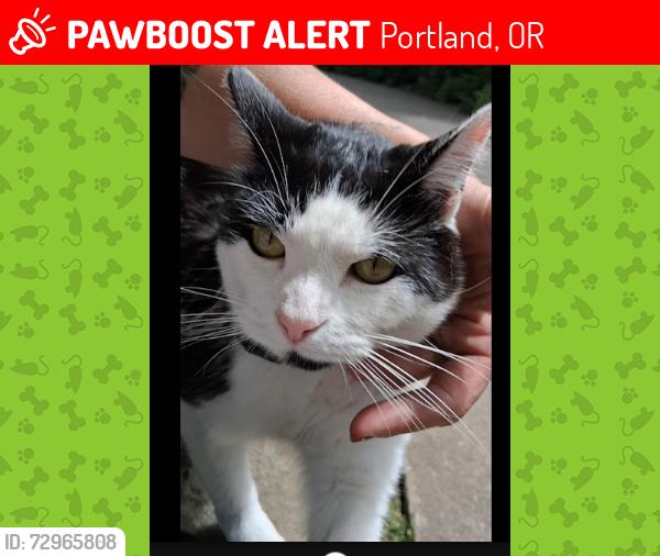 Lost Female Cat last seen jantzen beach, Portland, OR 97217