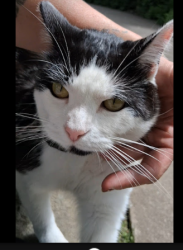 Lost Female Cat last seen jantzen beach, Portland, OR 97217