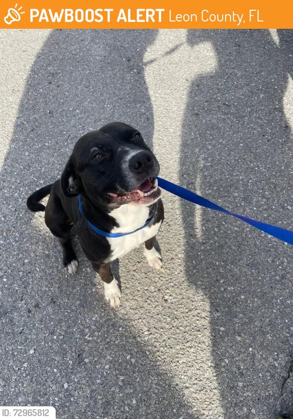 Found/Stray Male Dog last seen Dellwood Road /Indian Oaks Lane / National Forrest Road 342, Leon County, FL 32310