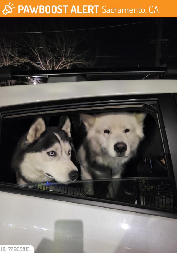 Found/Stray Unknown Dog last seen Near 33rd St, Sacramento, CA 95817