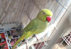 Lost Female Bird last seen Jehovah's witnesses church, Lenasia, GP 