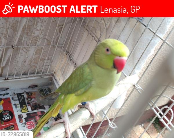 Lost Female Bird last seen Jehovah's witnesses church, Lenasia, GP 