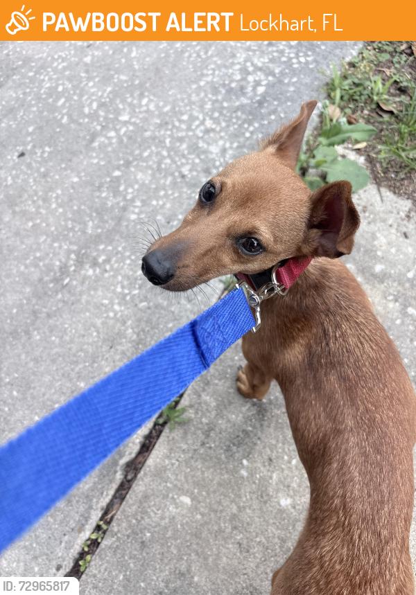 Found/Stray Female Dog last seen Needles Drive, Lockhart, FL 32810