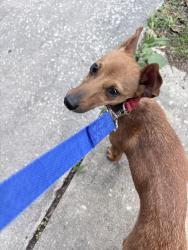Found/Stray Female Dog last seen Needles Drive, Lockhart, FL 32810