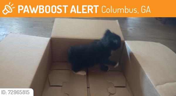 Found/Stray Female Cat last seen Fairfax Way, Columbus, GA 31909