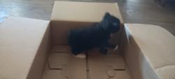 Found/Stray Female Cat last seen Fairfax Way, Columbus, GA 31909