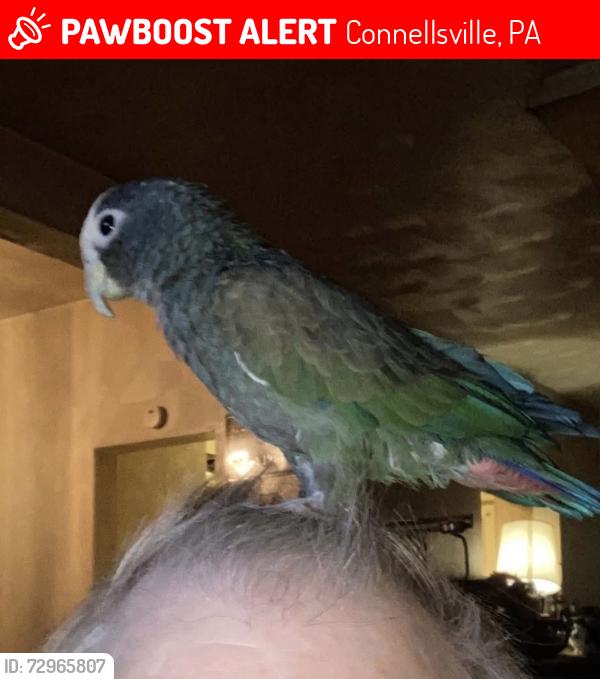 Lost Female Bird last seen East Park, Connellsville, PA 15425