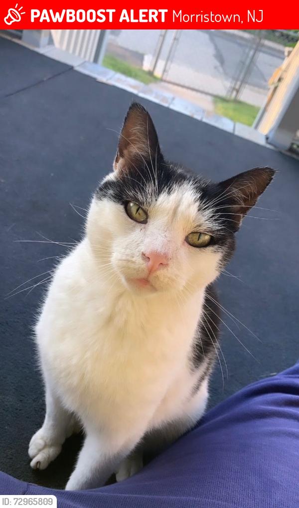 Lost Male Cat last seen Lincoln Street Morristown, NJ or Church of God In Christ For All Saints Morristown, NJ, Morristown, NJ 07960