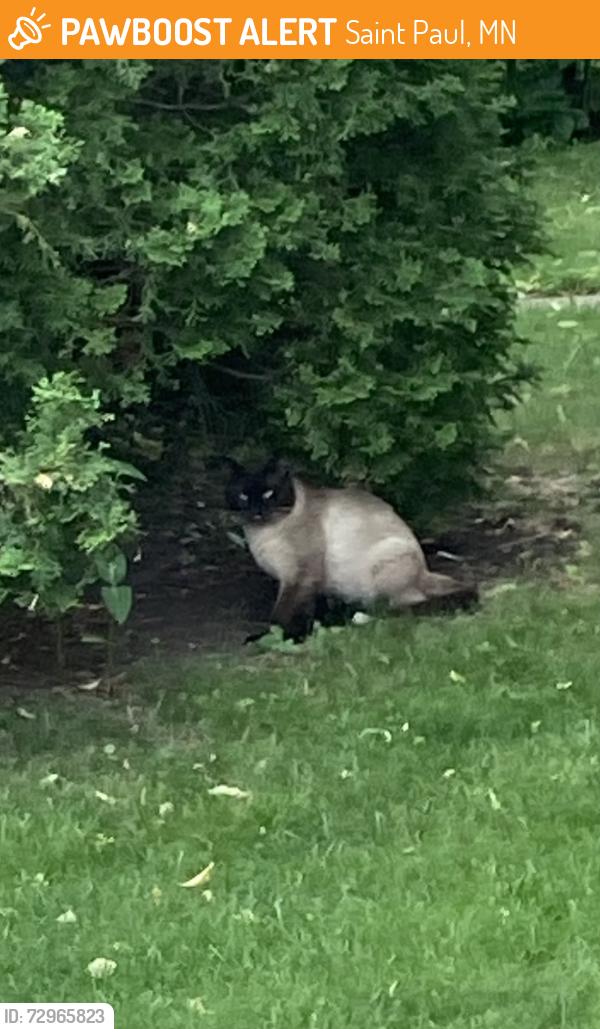Found/Stray Unknown Cat last seen Orchard and Kilburn, Saint Paul, MN 55103
