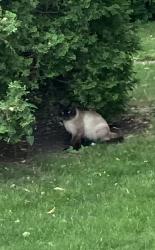 Found/Stray Unknown Cat last seen Orchard and Kilburn, Saint Paul, MN 55103