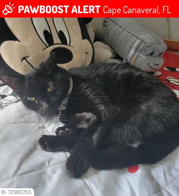 Lost Female Cat last seen Cape canaveral, Cape Canaveral, FL 32920