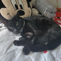 Lost Female Cat last seen Cape canaveral, Cape Canaveral, FL 32920