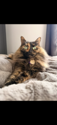 Reunited Female Cat last seen Walden apmts , Willington, CT 06279
