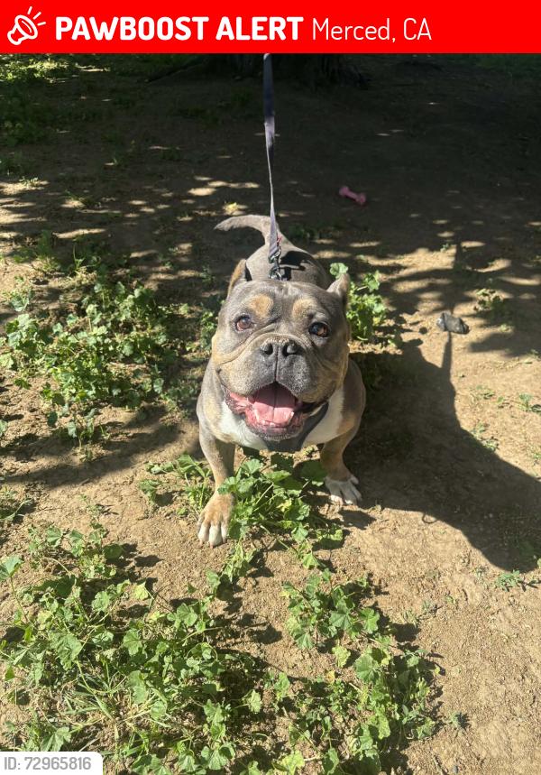 Lost Male Dog last seen Santa Fe and R st , Merced, CA 95340