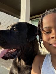 Lost Male Dog last seen Colonial park, Converse, TX 78109