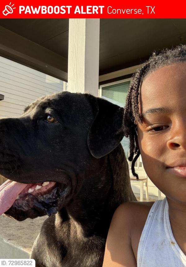 Lost Male Dog last seen Colonial park, Converse, TX 78109