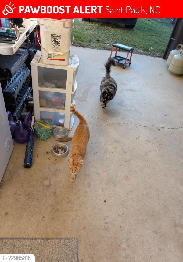 Lost Female Cat last seen Martin Road, Saint Pauls, NC 28384