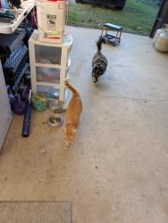 Lost Female Cat last seen Martin Road, Saint Pauls, NC 28384
