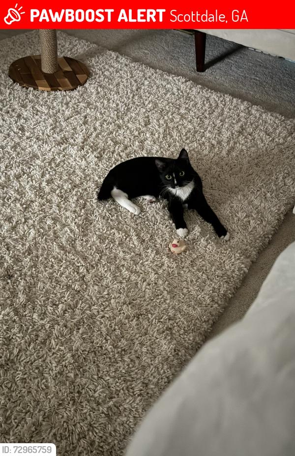 Lost Male Cat last seen Near warren ave, Scottdale, GA 30079