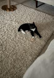 Lost Male Cat last seen Near warren ave, Scottdale, GA 30079