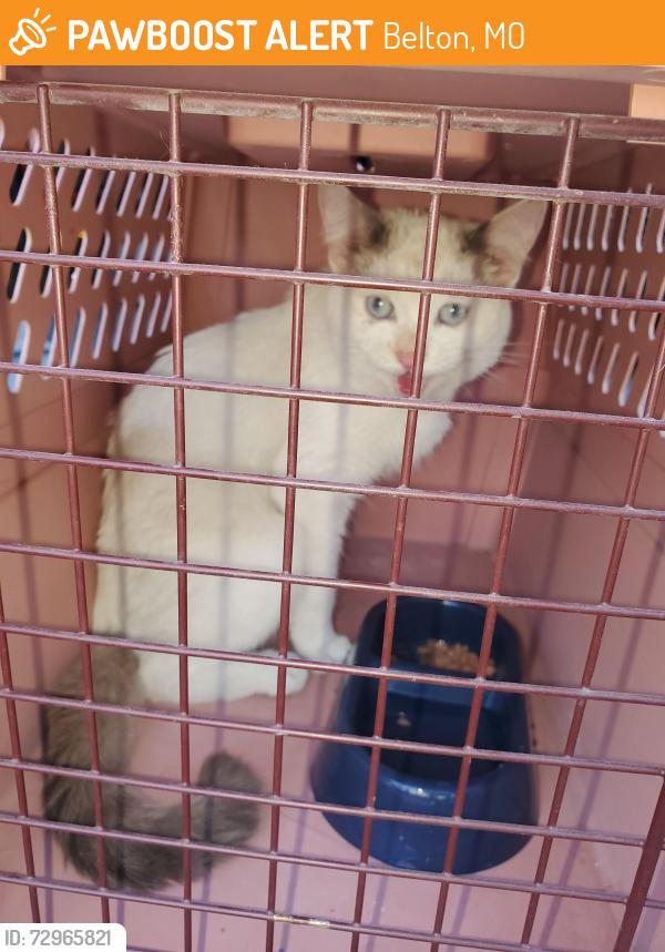 Found/Stray Unknown Cat last seen Cherry Hill Ct & Tanner Dr, Belton, MO 64012
