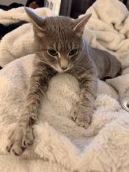 Lost Female Cat last seen Presentation st, Knightdale, NC 27545