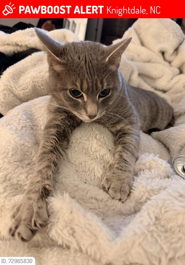 Lost Female Cat last seen Presentation st, Knightdale, NC 27545
