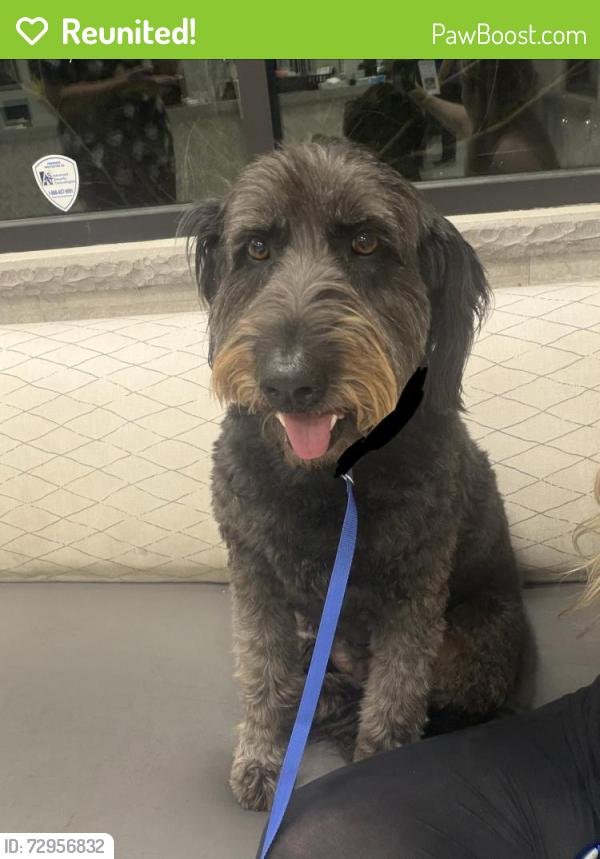 Reunited Female Dog last seen Beckwith rd, past Dunn , Modesto, CA 95358