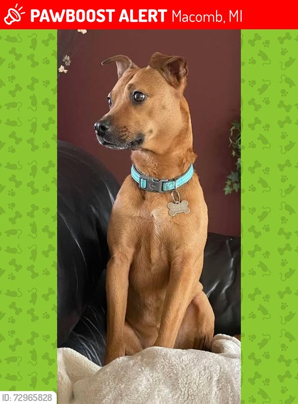 Lost Female Dog last seen 25 mile road and Garfield, Macomb, MI 48042