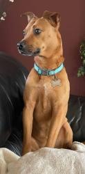 Lost Female Dog last seen 25 mile road and Garfield, Macomb, MI 48042