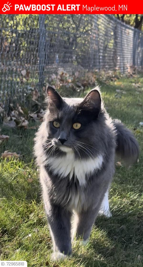 Lost Male Cat last seen Ivy ave Maplewood MN , Maplewood, MN 55119
