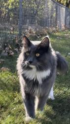 Lost Male Cat last seen Ivy ave Maplewood MN , Maplewood, MN 55119