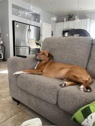 Lost Male Dog last seen Jones and blue diamond , Las Vegas, NV 89139