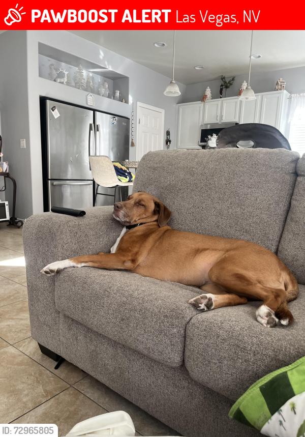 Lost Male Dog last seen Jones and blue diamond , Las Vegas, NV 89139
