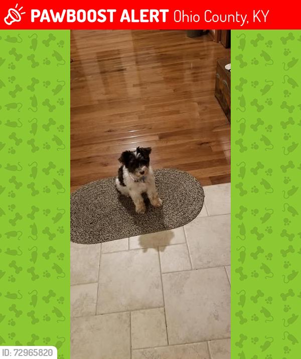 Lost Female Dog last seen Canary RD, Ohio County, KY 42343