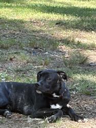 Lost Male Dog last seen Near wedgewood dr , Jamestown, NC 27282