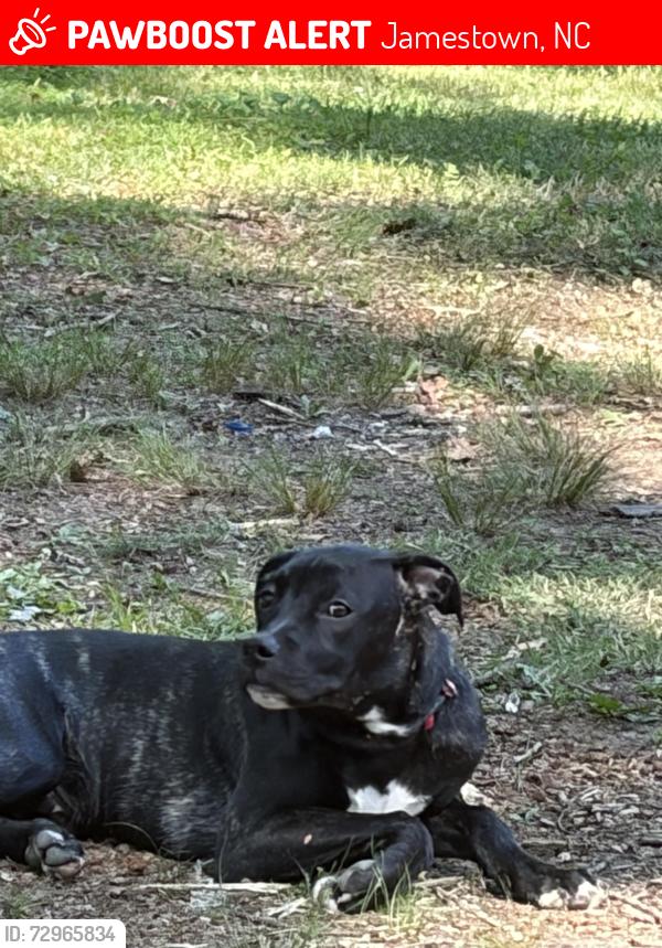 Lost Male Dog last seen Near wedgewood dr , Jamestown, NC 27282