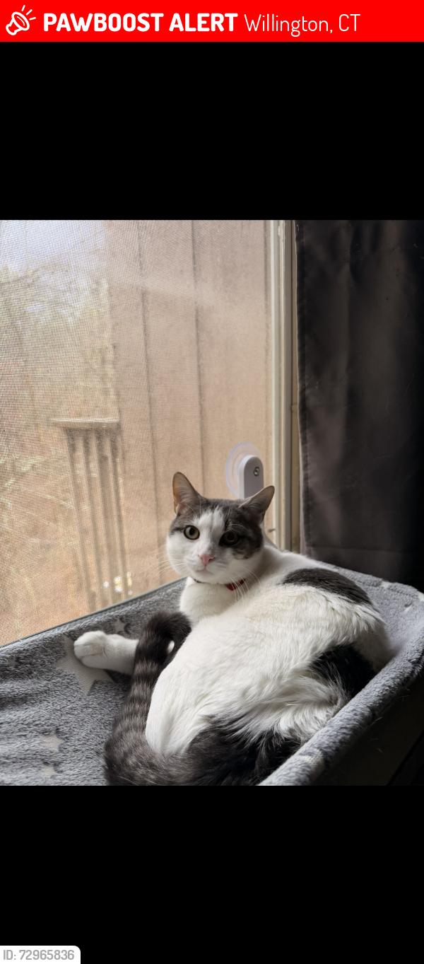 Lost Male Cat last seen Walden apmts , Willington, CT 06279