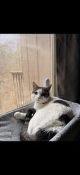 Lost Male Cat last seen Walden apmts , Willington, CT 06279