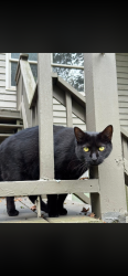 Lost Female Cat last seen Near brookwood dr w, Dawsonville, GA 30534