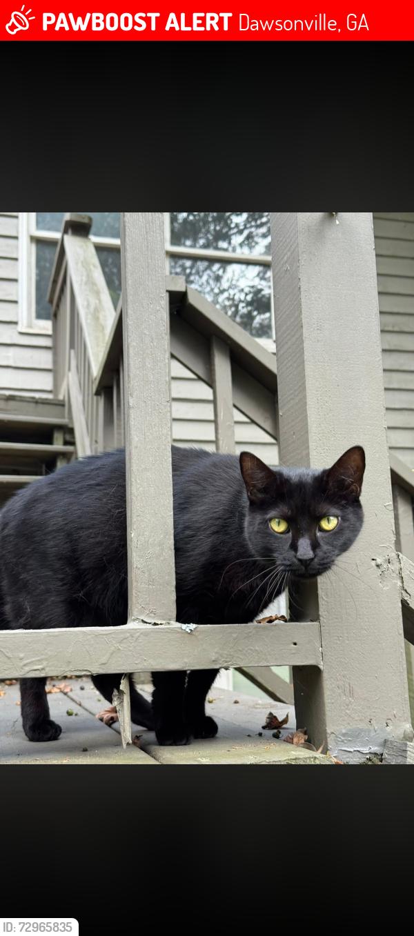 Lost Female Cat last seen Near brookwood dr w, Dawsonville, GA 30534