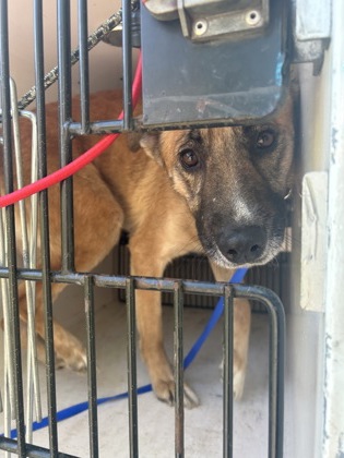 Shelter Stray Female Dog last seen Knoxville, TN 37915, Knoxville, TN 37919