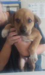 Shelter Stray Male Dog last seen Near Burbank Dr, 70820, LA, Baton Rouge, LA 70820