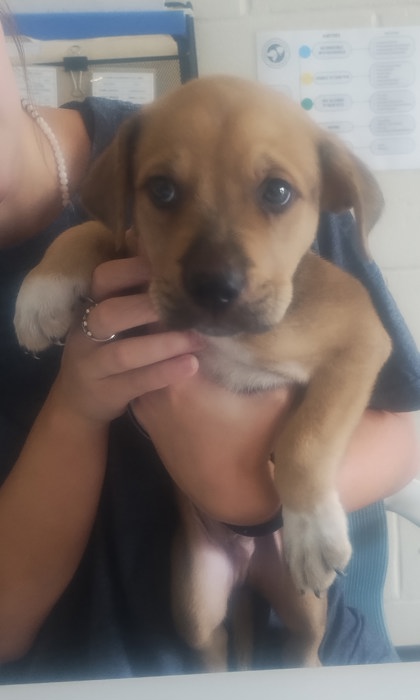Shelter Stray Male Dog last seen Near Burbank Dr, 70820, LA, Baton Rouge, LA 70820