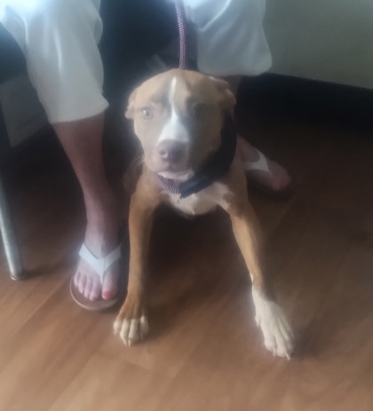 Shelter Stray Female Dog last seen Near College Dr, 70808, LA, Baton Rouge, LA 70820