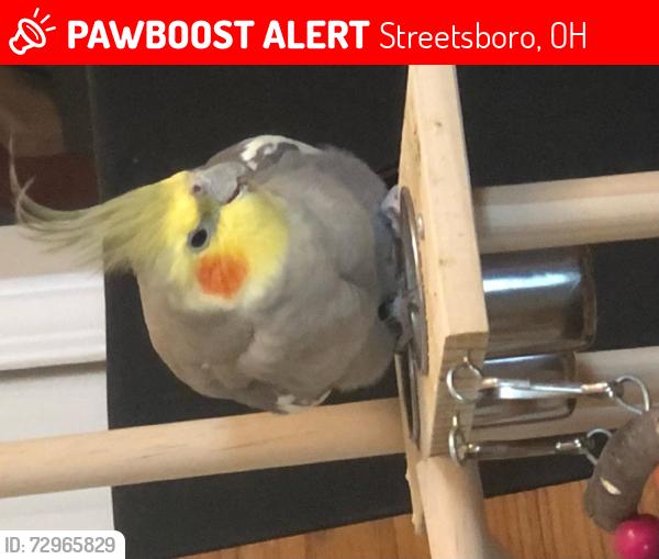 Lost Male Bird last seen Streetsboro, Oh, Streetsboro, OH 44241