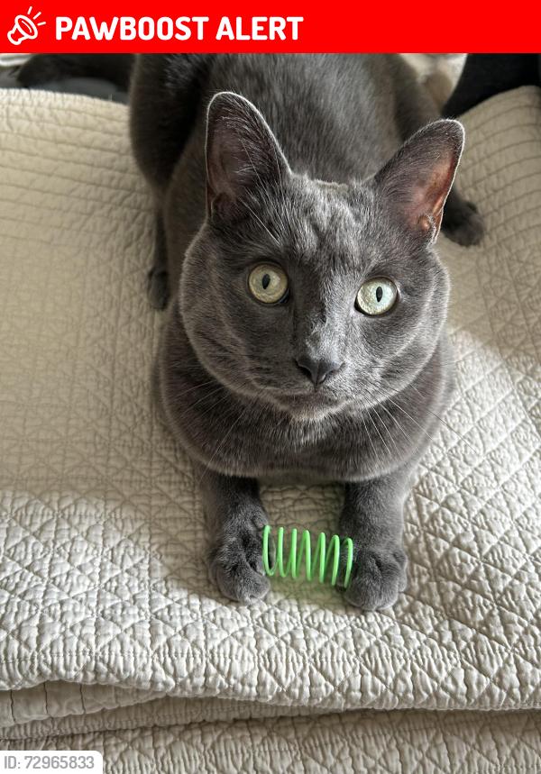 Lost Male Cat last seen Coblestone Trail and Station Road, Columbia Station, OH 44028